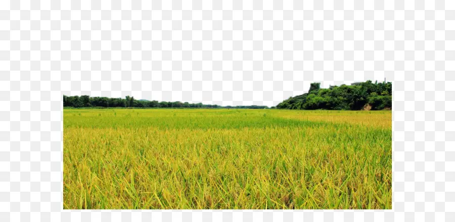 рис Gadu в，рисовые поля PNG