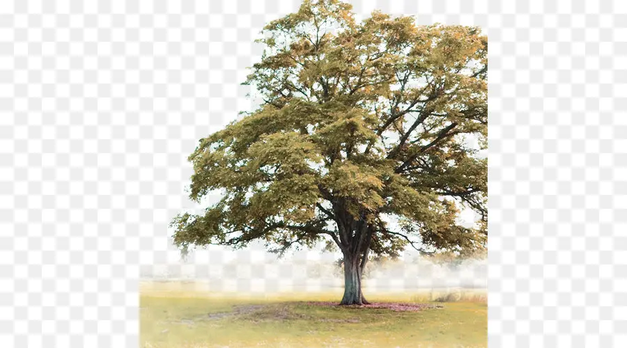 дерево，материал PNG