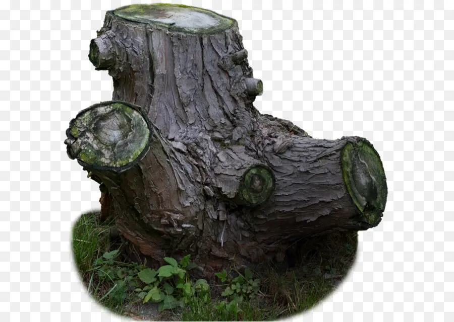 дерево，дерево пенек PNG