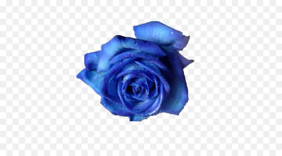 роза，синий роза PNG