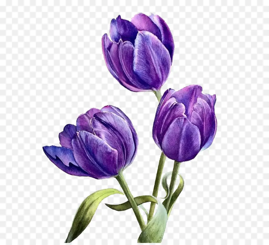 цветок，фиолетовый PNG
