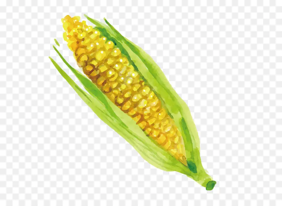 кукурузы，кукуруза на початках PNG