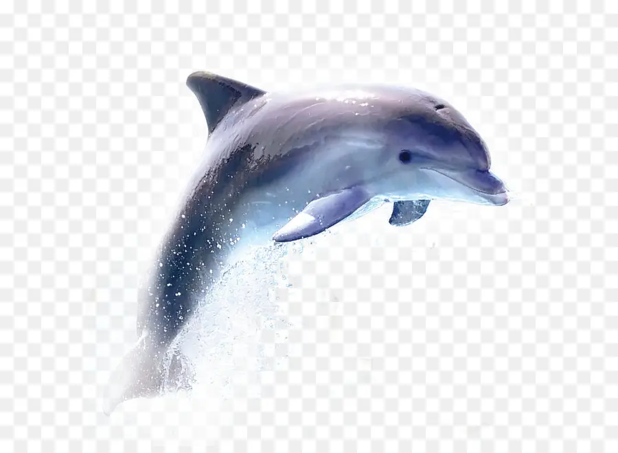 общие афалины дельфина，Дельфин PNG