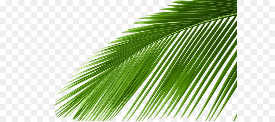 саговые пальмы，Arecaceae PNG
