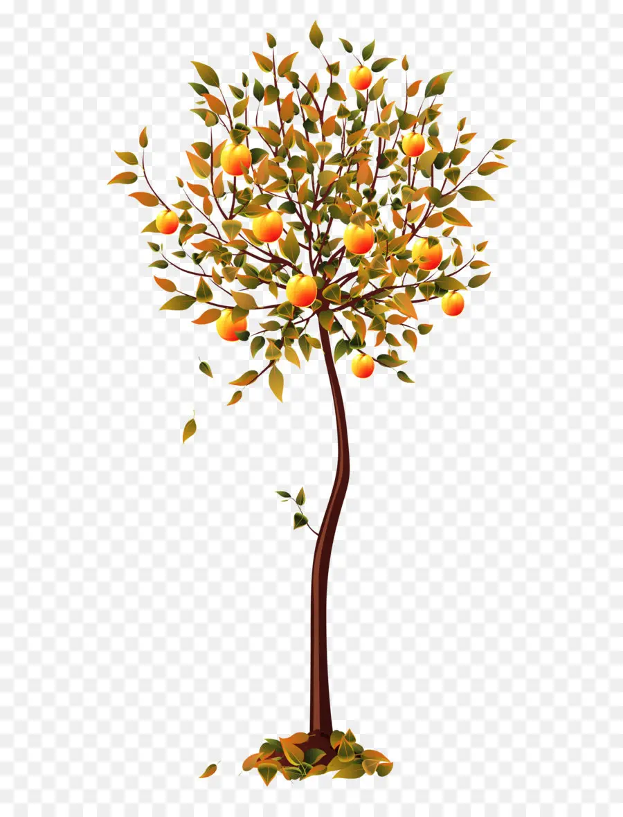 семян，дерево PNG