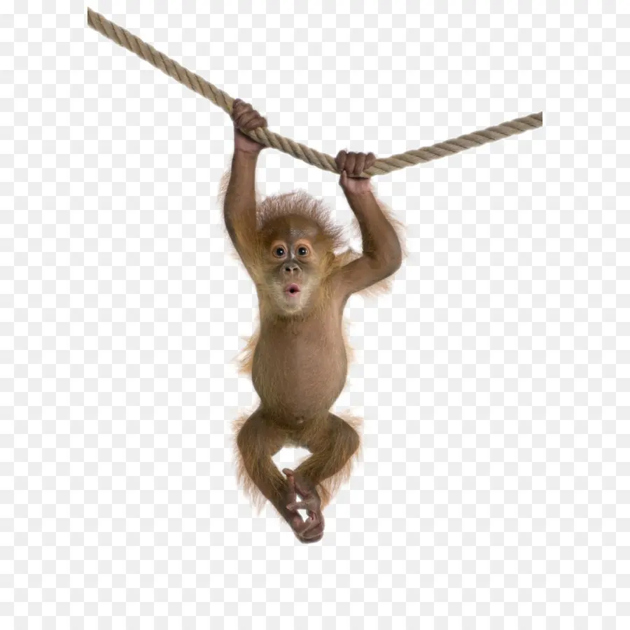 резус макаки，обезьяна PNG