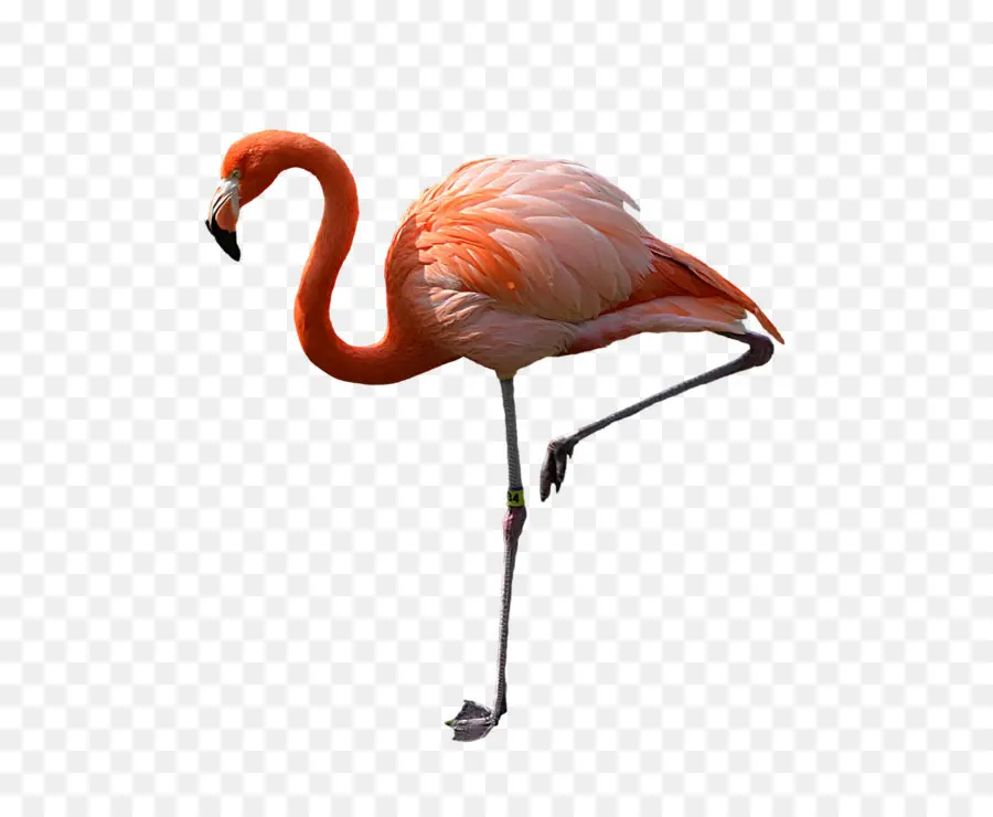 фламинго，скачать PNG