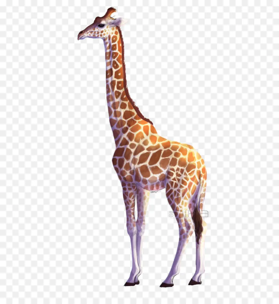 Северо жираф，все о жирафы PNG