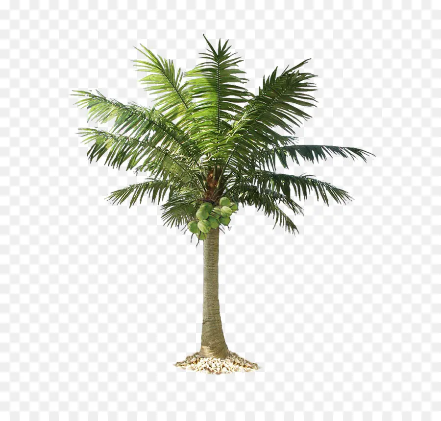 Arecaceae，финиковая Пальма PNG