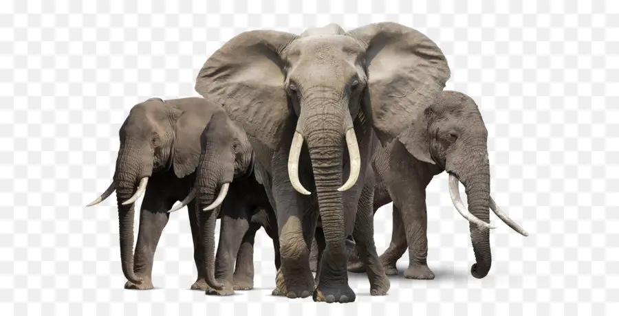 в африканском лесу слон，слоны по всему миру PNG