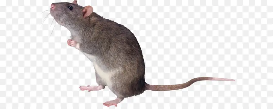 коричневый крыса，мышь PNG