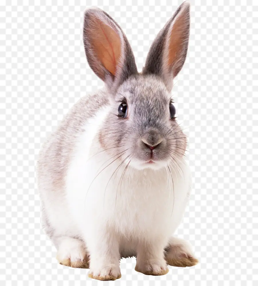 заяц，внутренний кролик PNG