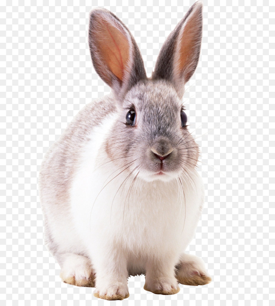 заяц, европейский кролик, Белочка