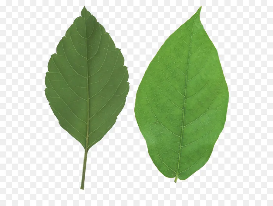 посмотрите на листья，лист PNG