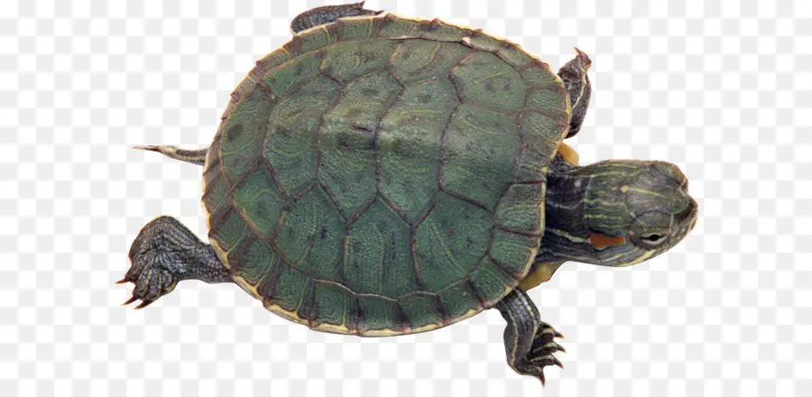 черепаха，гадина PNG