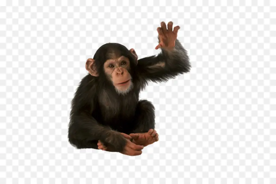 общие шимпанзе，орангутанг PNG