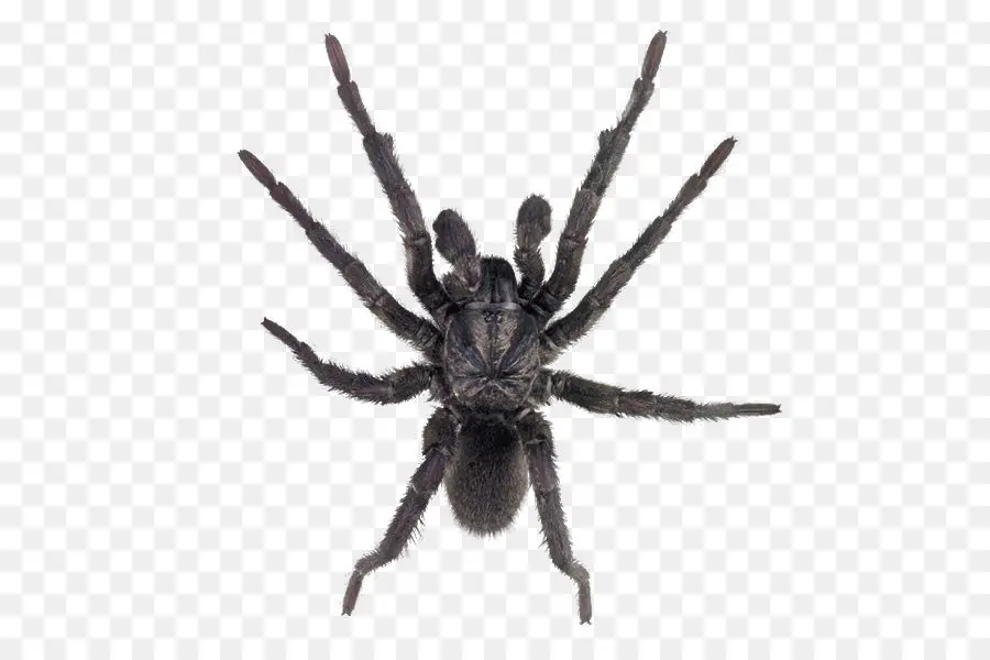 паук，Сидней воронка веб паук PNG