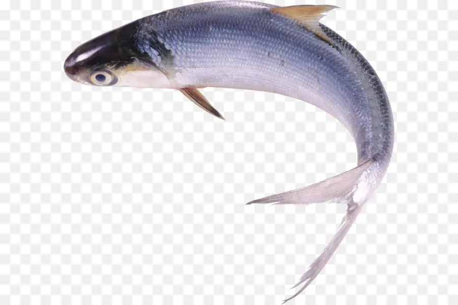 рыбы，сушеная рыба PNG