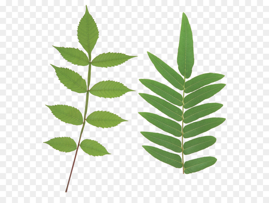 лист，растение стебель PNG