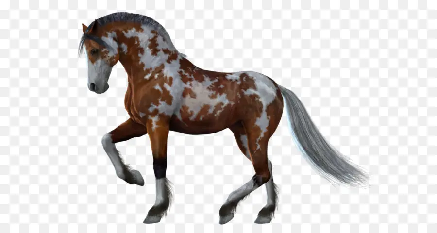 лошадь，животное PNG