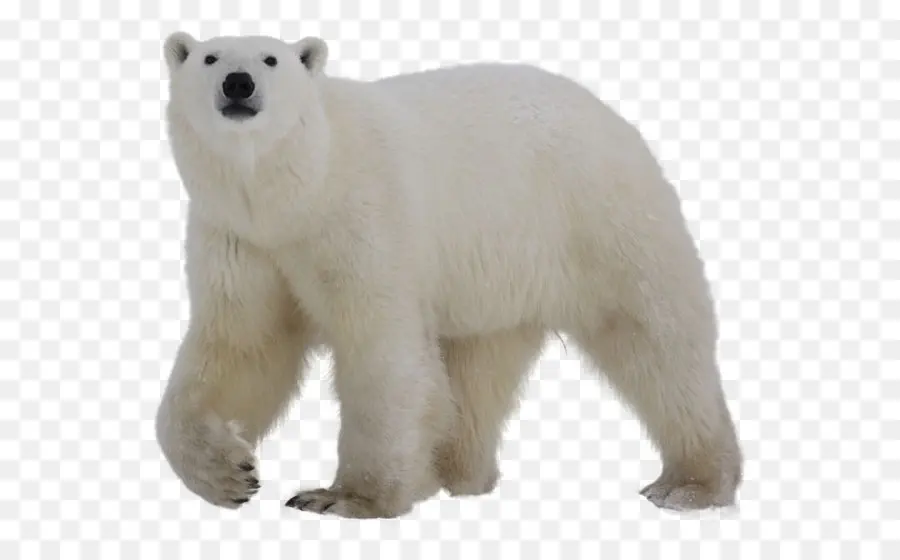 Полярный медведь，медведь PNG