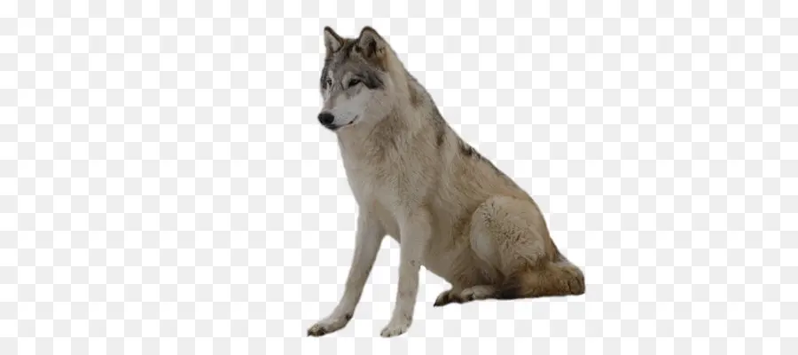 серый волк，серебро волк PNG