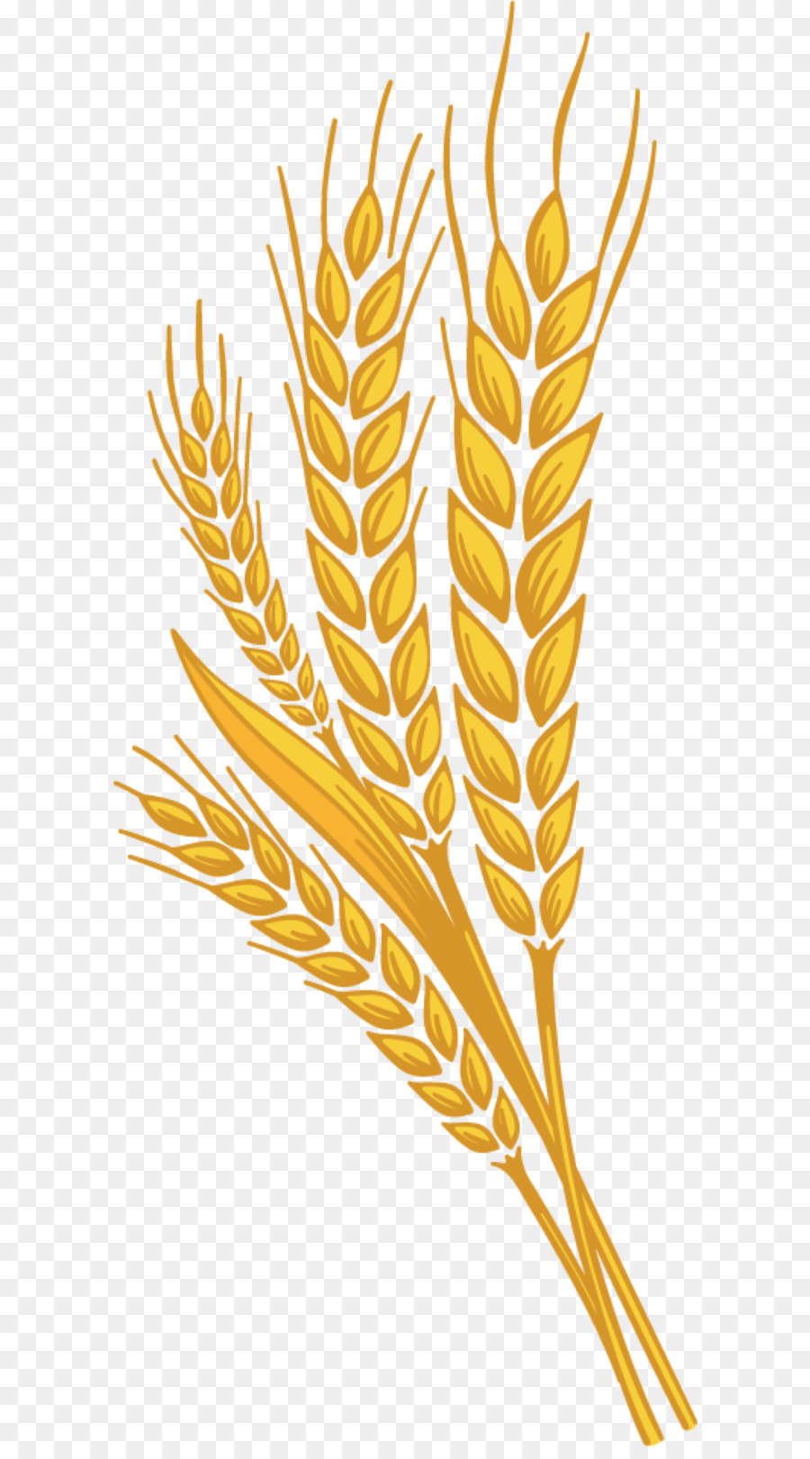 Три колоска. Колосья пшеницы. Колосья пшеницы картинки. Пшеница рисунок. Колосок пшеницы рисунок.
