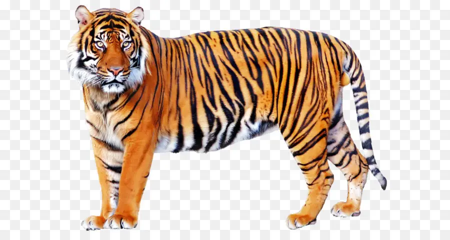 Лев，Сибирский тигр PNG
