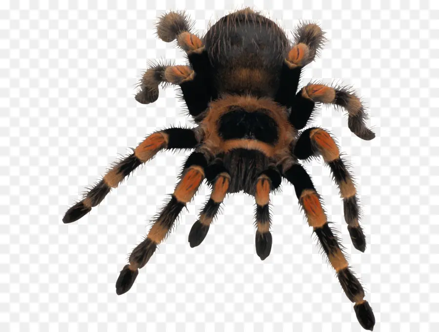 паук，паука PNG