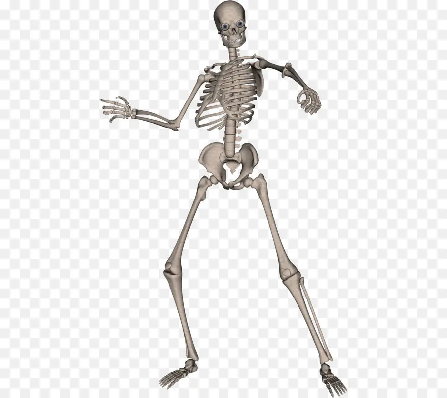 человеческий скелет，скелет PNG