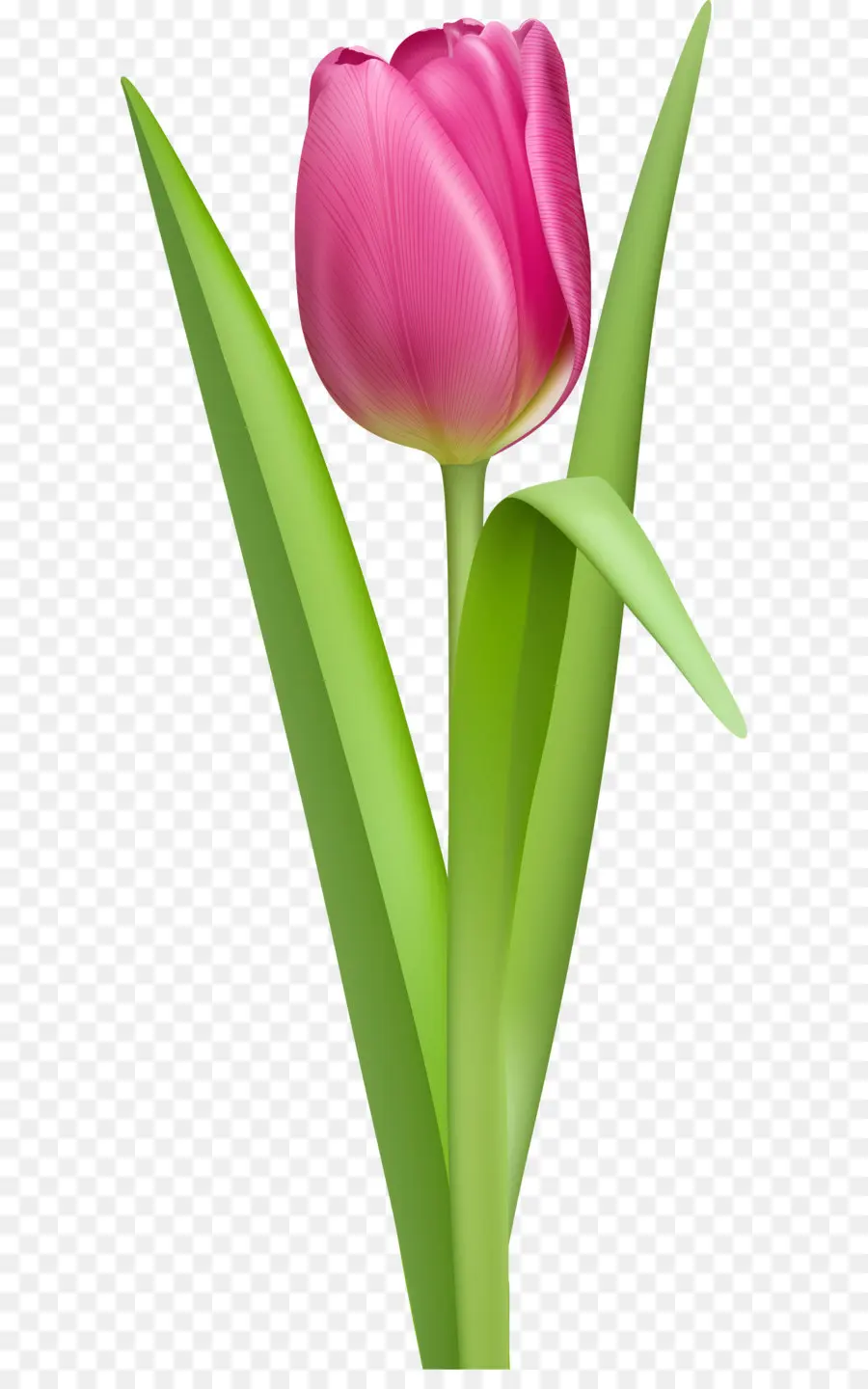 по тюльпан история это цветок что было сделано мужчин сумасшедший，тюльпан PNG