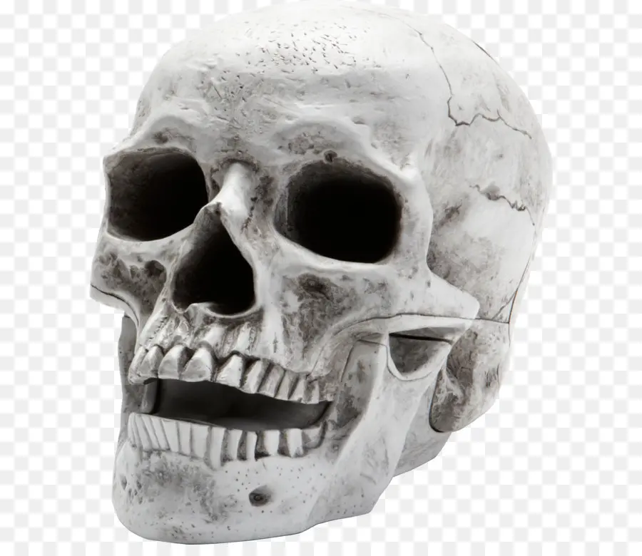 человеческий скелет，череп PNG