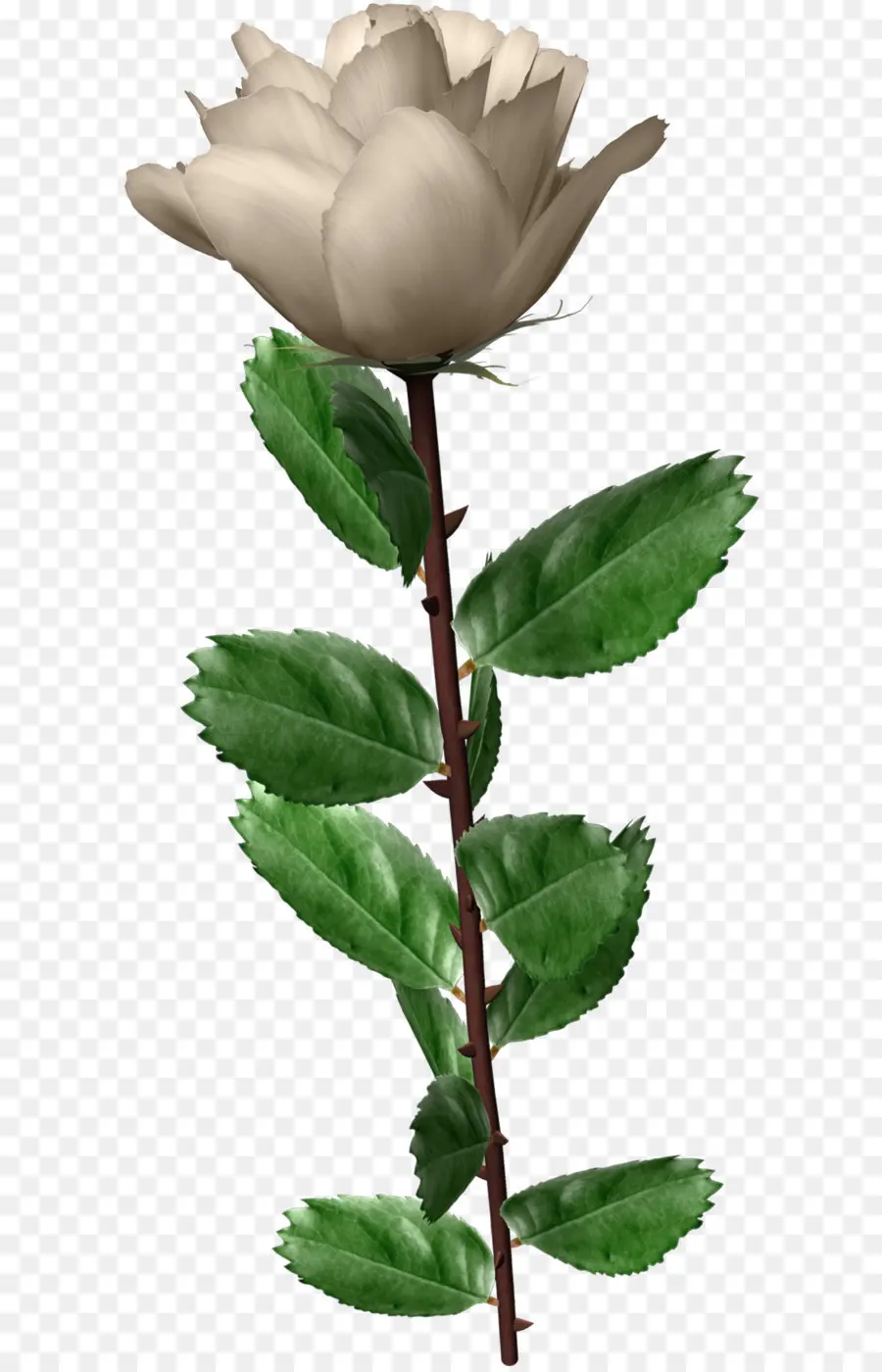 белый，роза PNG