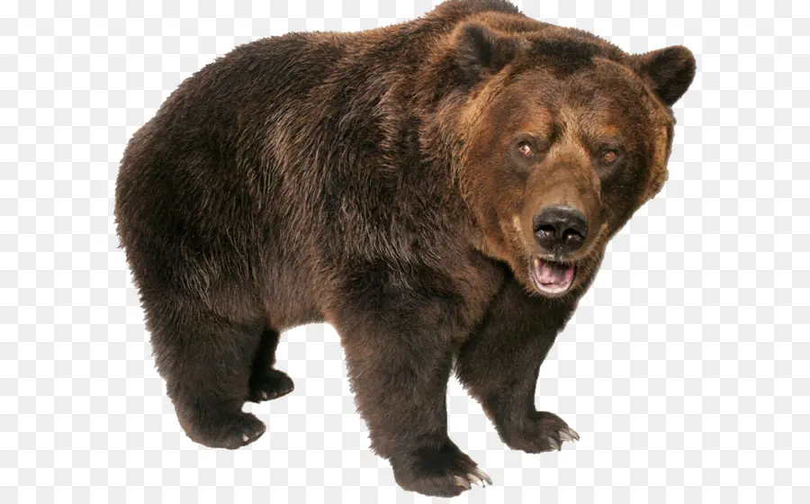 американский черный медведь，Полярный медведь PNG