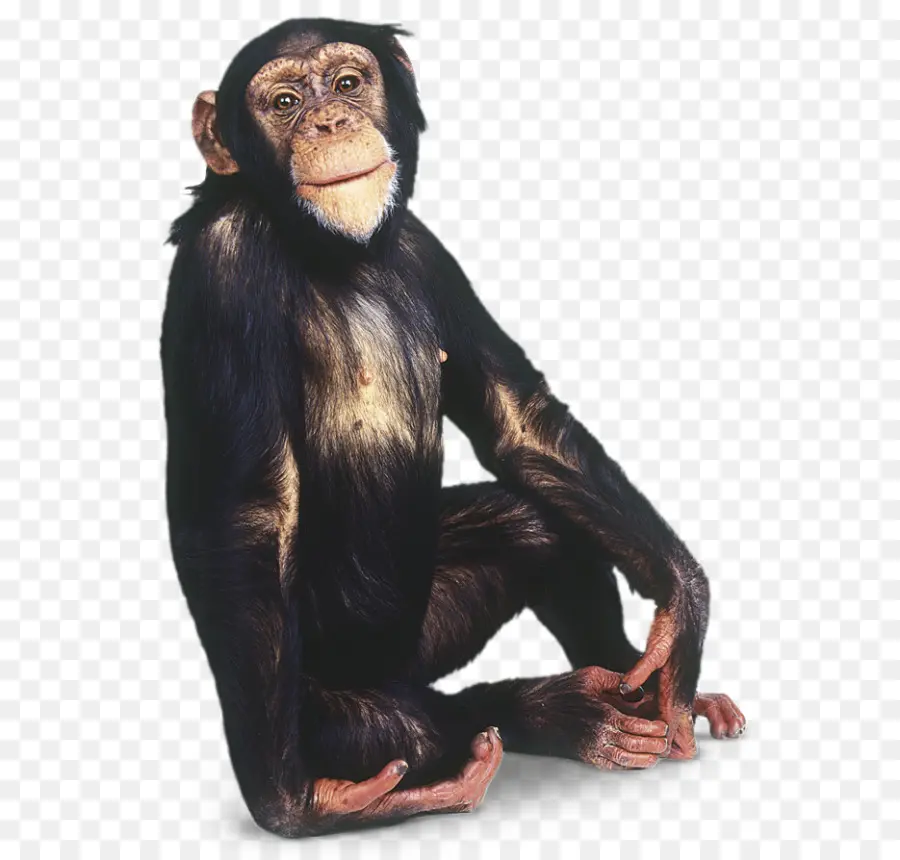 горилла，общие шимпанзе PNG