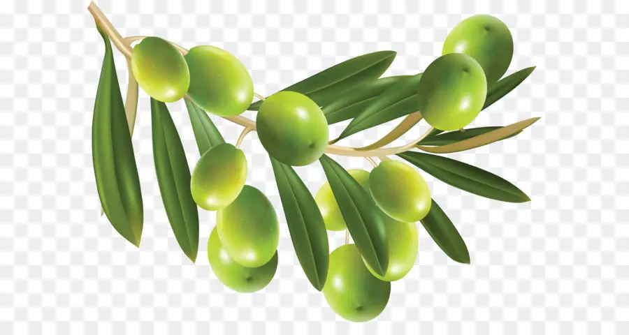 оливковое，оливковые листья PNG