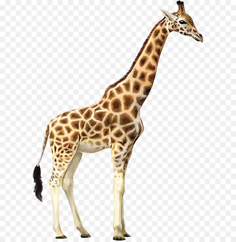 жираф，этоша национальный парк PNG