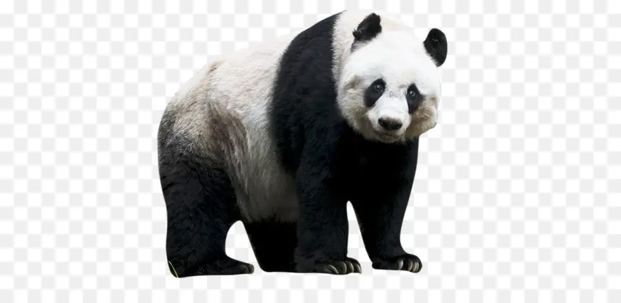 Сычуань гигантская панда святилищ，гигантская панда PNG