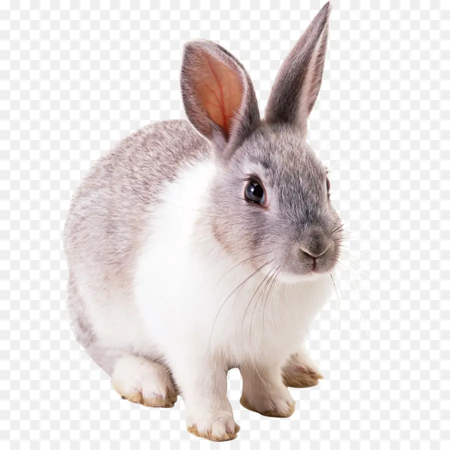 ангорский кролик，заяц PNG