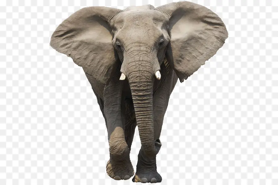 африканского Буша слона，Саут луангва национальный парк PNG