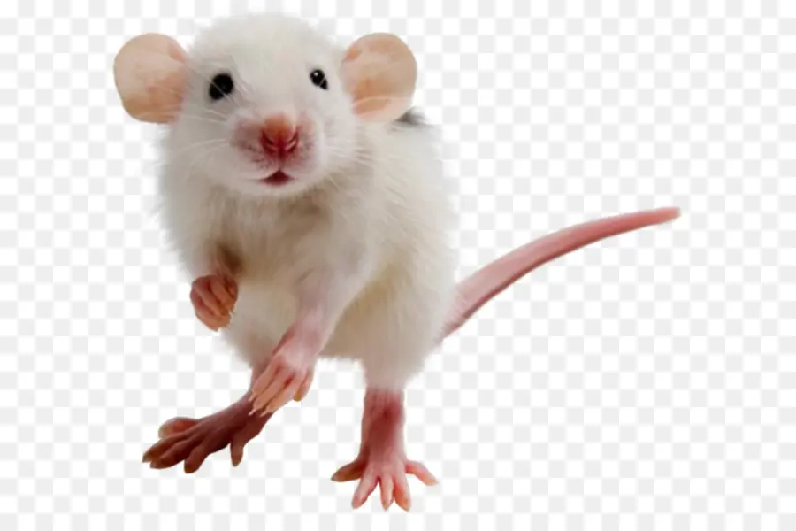 мышь，крыса PNG