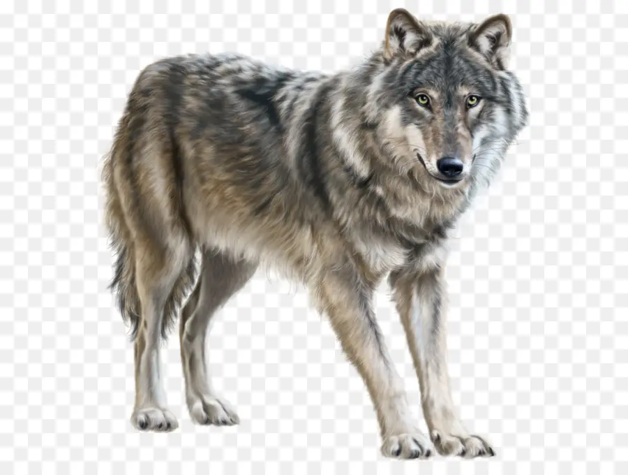 Юкон волк，Евразийский волк PNG