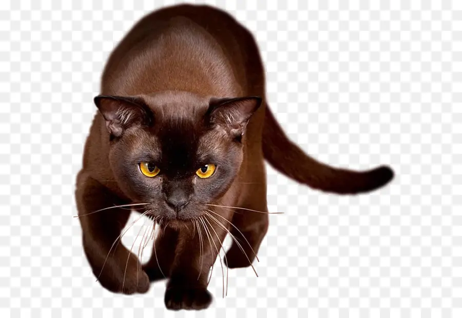 Черная кошка，кот PNG