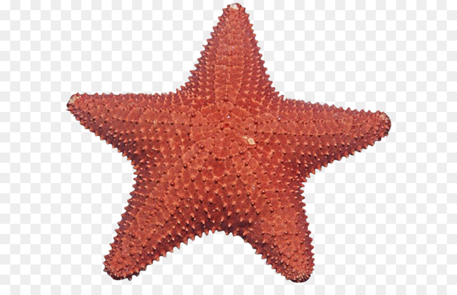 Imágenes de la estrella de mar