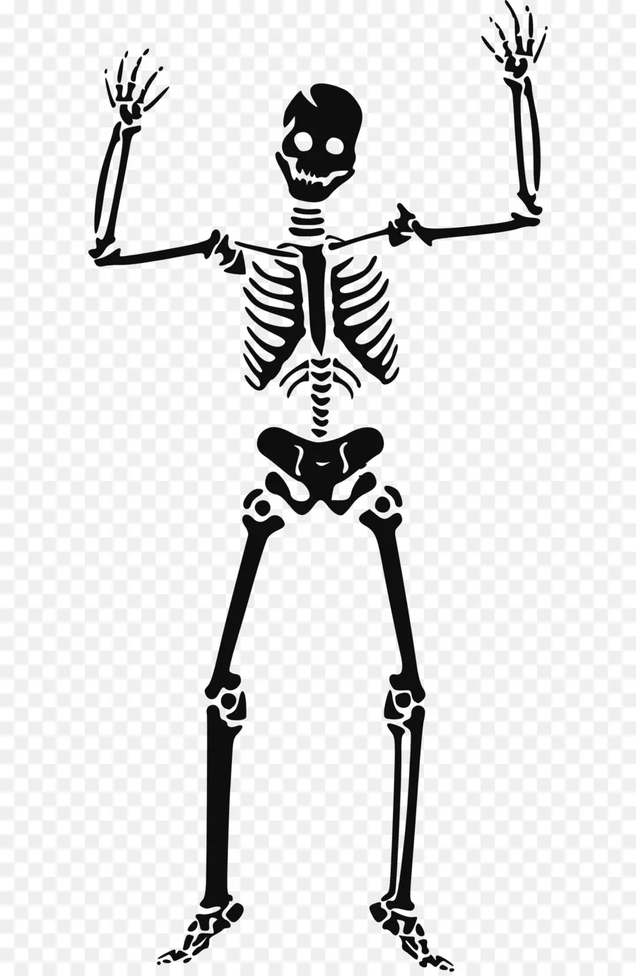скелет，человеческий скелет PNG
