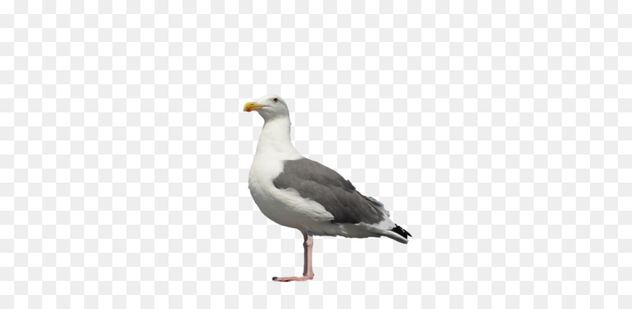 птица，бело чайки PNG