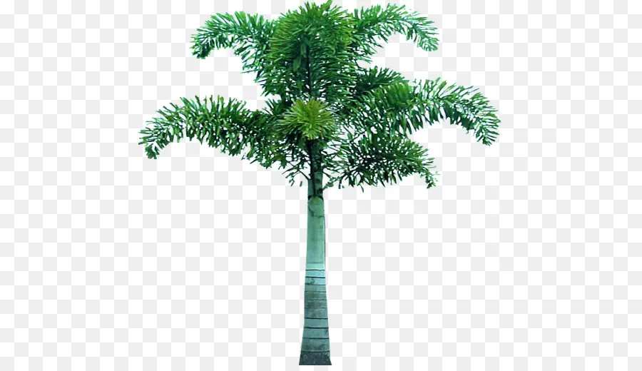 Arecaceae，дерево PNG