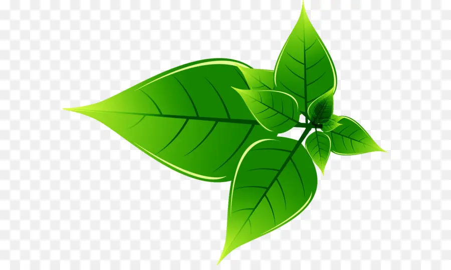 зеленый，Охрана окружающей среды PNG