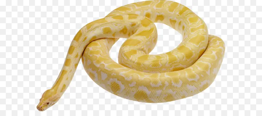 Snake，Leiopython PNG