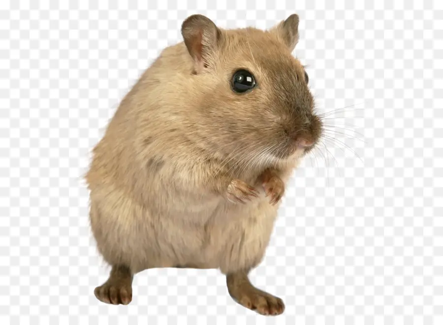 коричневый крыса，мышь PNG
